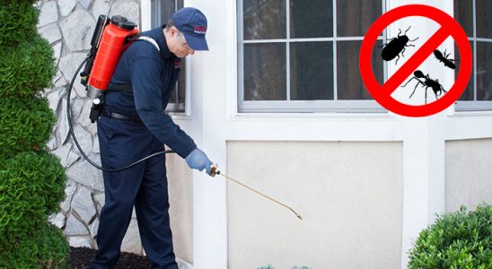Kemer Kemirgen İlaçlama böcek ilaçlama ve haşere kontrolü — ilaclama-tr.com